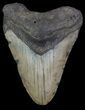 Bargain, Megalodon Tooth - North Carolina #66441-1